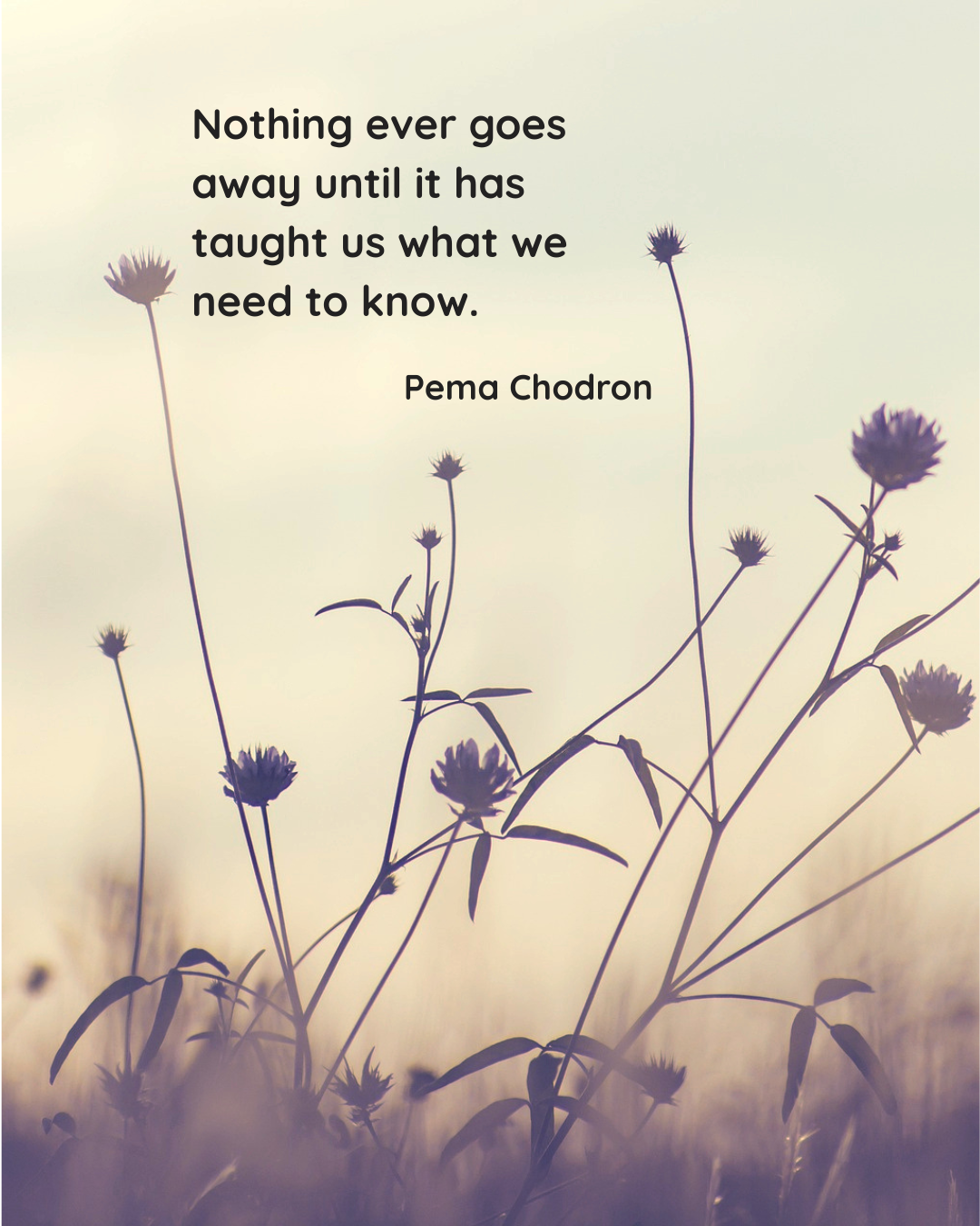 Pema Chodron